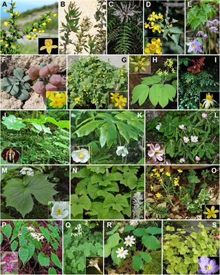 Mahonia vs. Berberis Unloaded: Generic Delimitation and Infrafamilial Classification of Berberidaceae Based on Plastid Phylogenomics